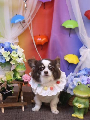 20230624アンジくん